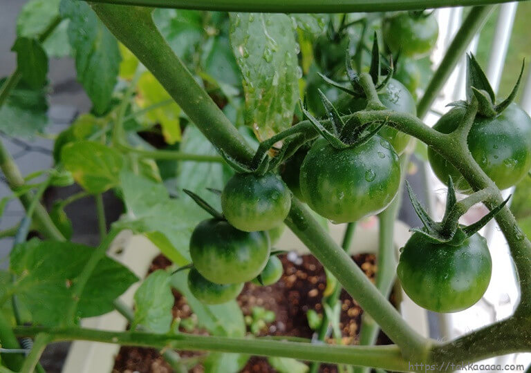 青いミニトマト