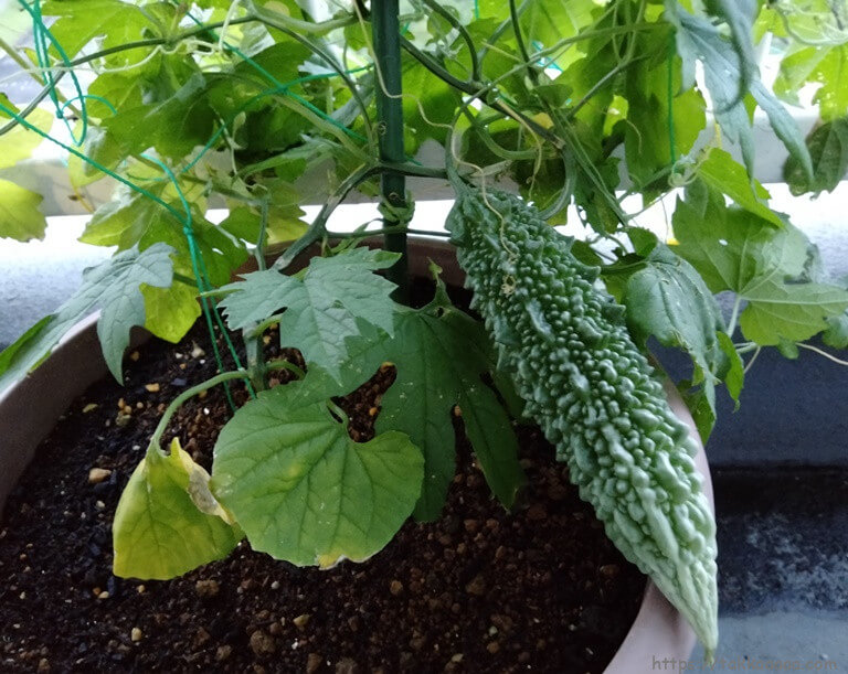 ゴーヤの花が落ちてばかりで実がならない理由わかってきた 雌花と雄花があって 受粉もした方が良いみたい Takkaaaaaの日記