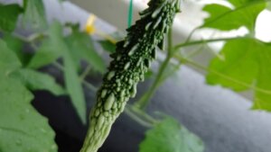 ゴーヤの花が落ちてばかりで実がならない理由わかってきた 雌花と雄花があって 受粉もした方が良いみたい Takkaaaaaの日記 ゴーヤの花が落ちてばかりで実がならない理由わかってきた 雌花と雄花があって 受粉もした方が良いみたい Takkaaaaaの日記