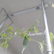 20210802_ゴーヤがベランダの天井まで伸びた