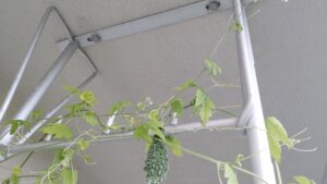 ゴーヤの花が落ちてばかりで実がならない理由わかってきた 雌花と雄花があって 受粉もした方が良いみたい Takkaaaaaの日記 ゴーヤの花が落ちてばかりで実がならない理由わかってきた 雌花と雄花があって 受粉もした方が良いみたい Takkaaaaaの日記