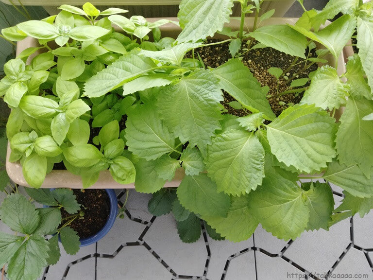 20210802_しそとバジル