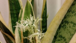 サンスベリアの花が咲きました 育て始めてからもう5年間になるけど初めてです Takkaaaaaの日記 サンスベリアの花が咲きました 育て始めてからもう5年間になるけど初めてです Takkaaaaaの日記