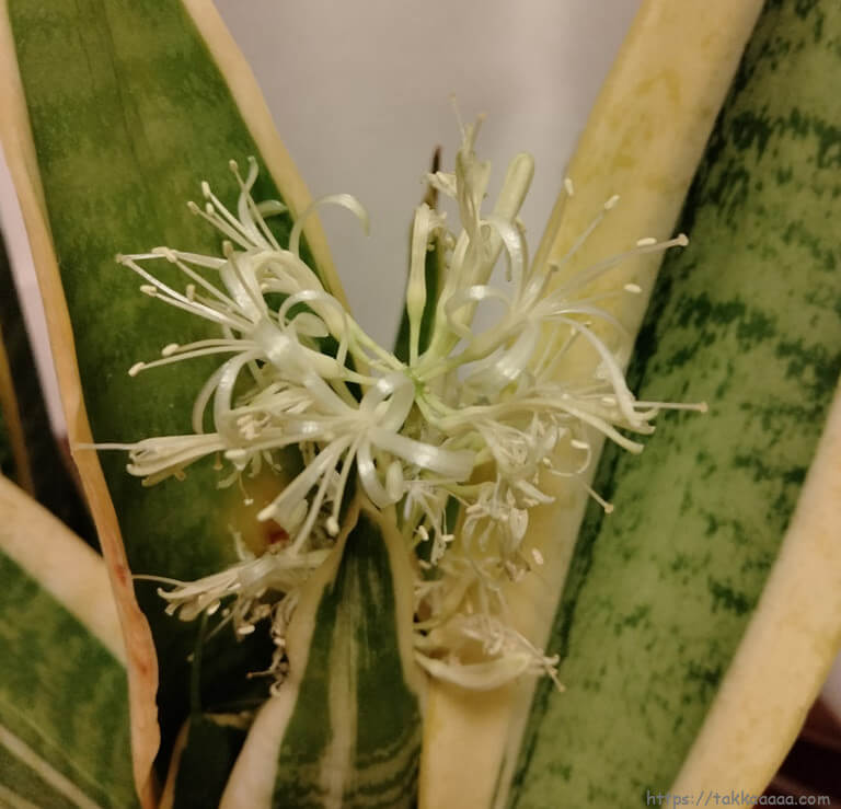 サンスベリアの花が咲きました 育て始めてからもう5年間になるけど初めてです Takkaaaaaの日記