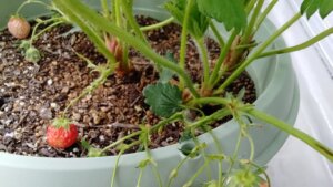 20220507_いちごなった