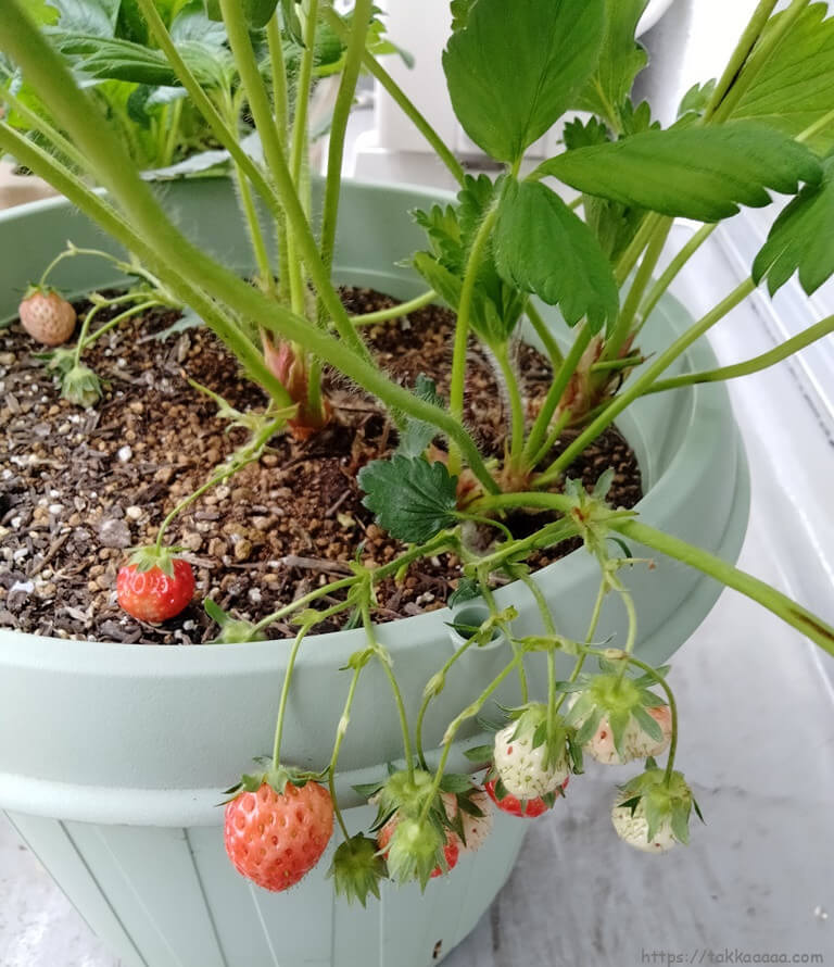 20220507_いちごなった