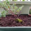 クランベリー苗植え付け