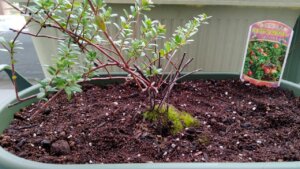 クランベリー苗植え付け