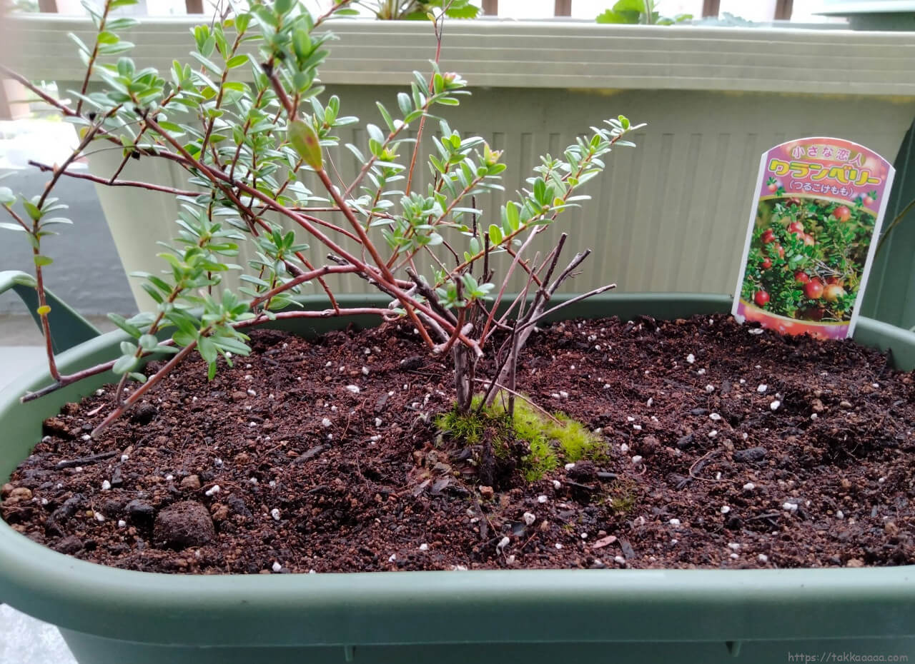クランベリー苗植え付け