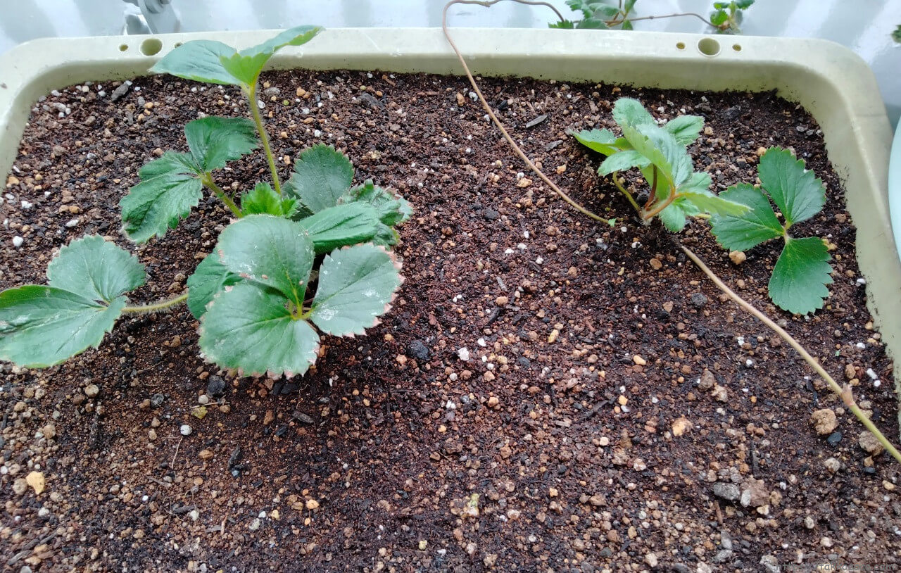 イチゴのランナー増殖2022