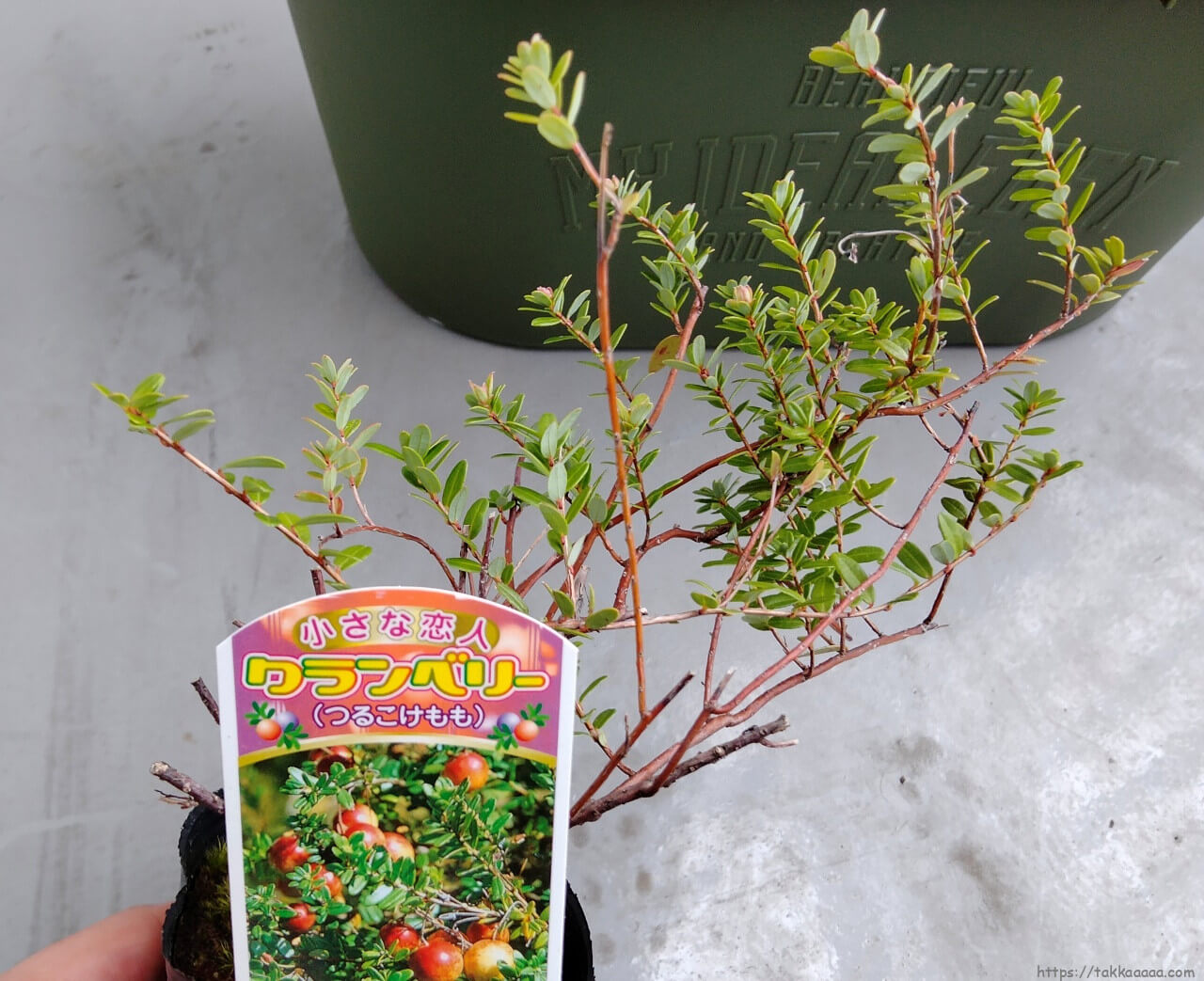 20221009_クランベリー苗購入