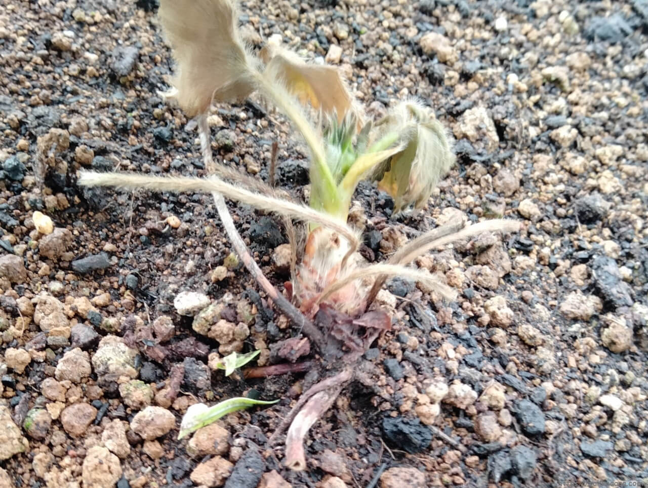 20230121_枯れた方のイチゴ苗