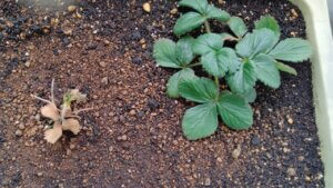 20230121_イチゴのランナーから育てた苗