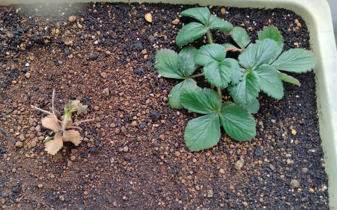 20230121_イチゴのランナーから育てた苗