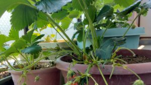 20230504_イチゴ収穫