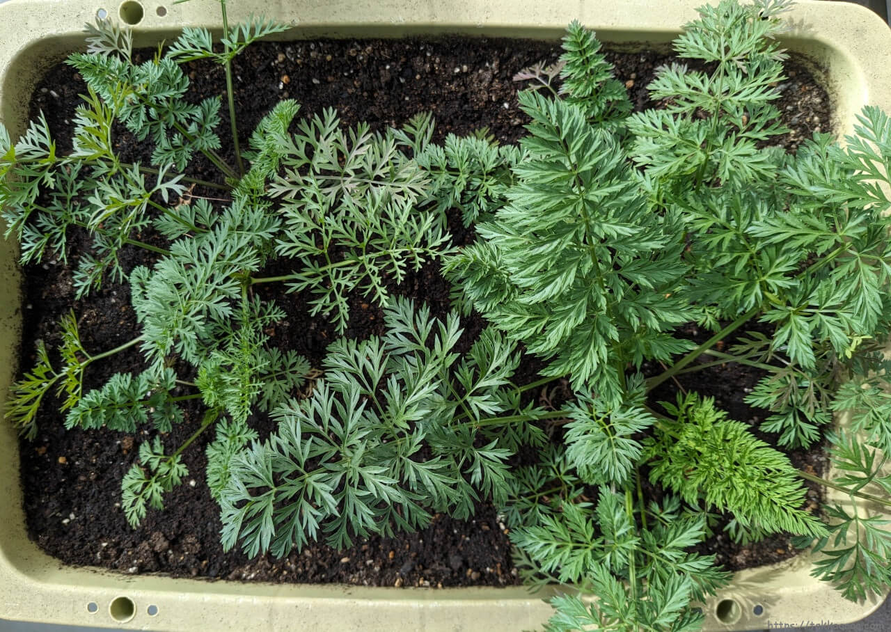 20240211_人参の葉っぱ