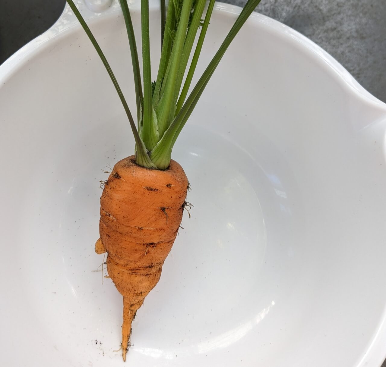 20240309_人参収穫