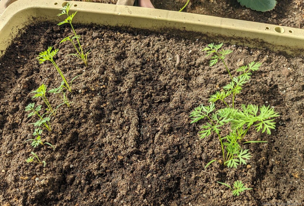 20231104_人参間引き後