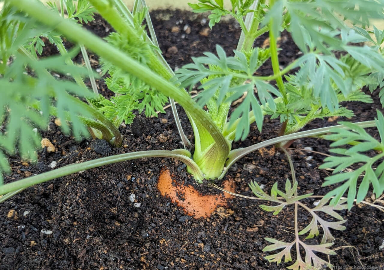 20240211_人参の上側掘ってみた