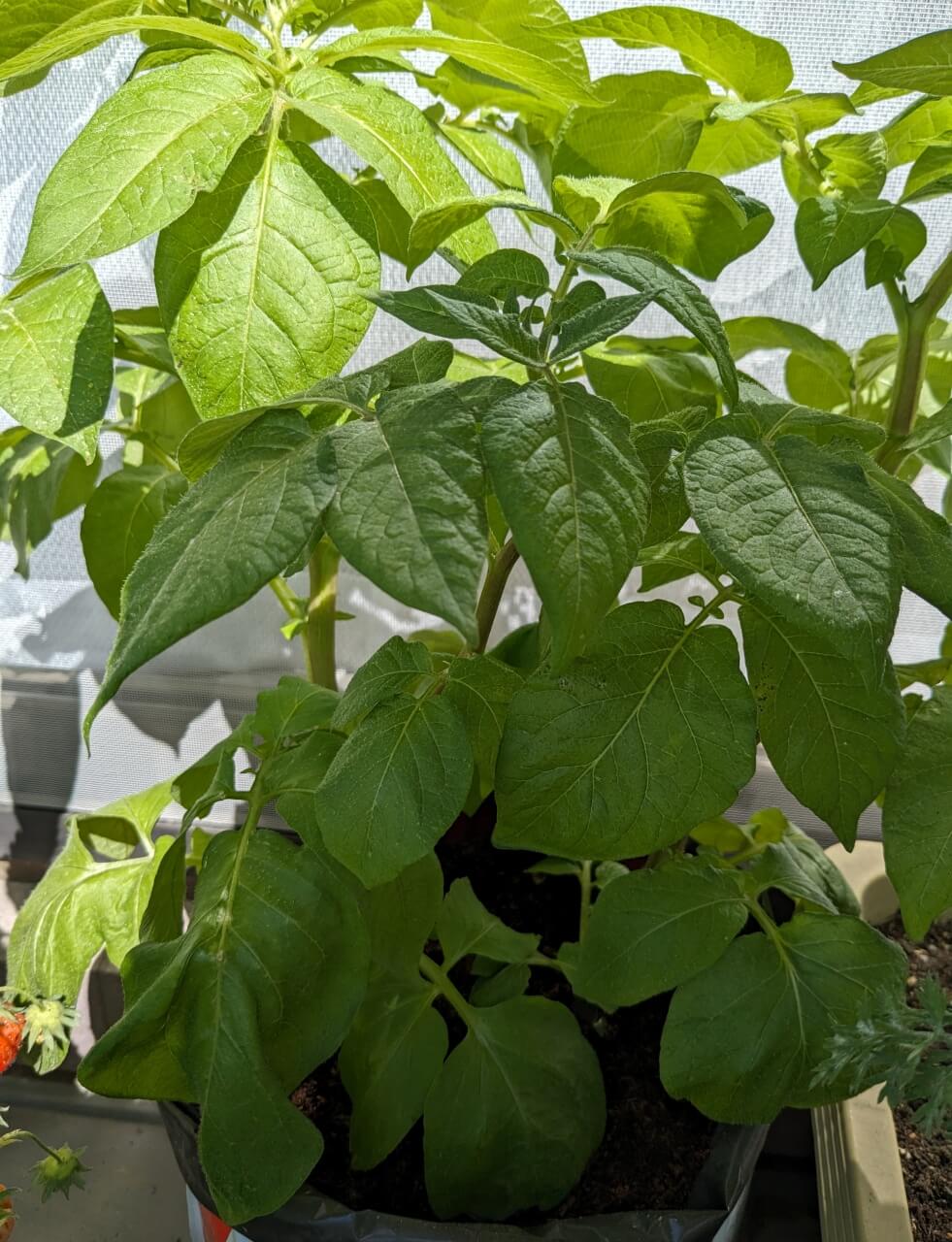 20240504_ポテトバッグの葉っぱ増えてきた2