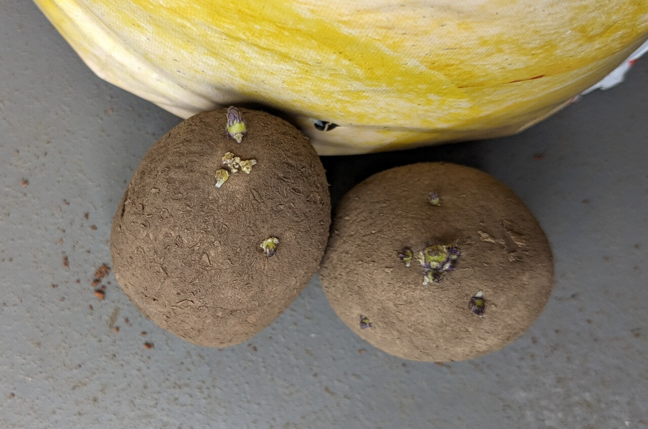 20240217_芽が出たぽろしり