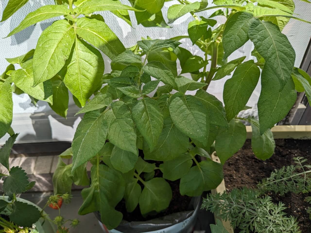 20240504_ポテトバッグの葉っぱ増えてきた1