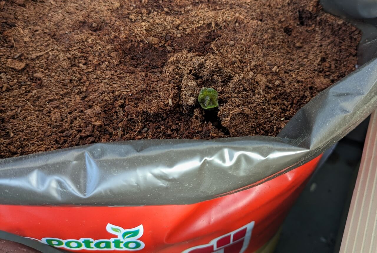 20240315_ポテトバッグ芽が出た