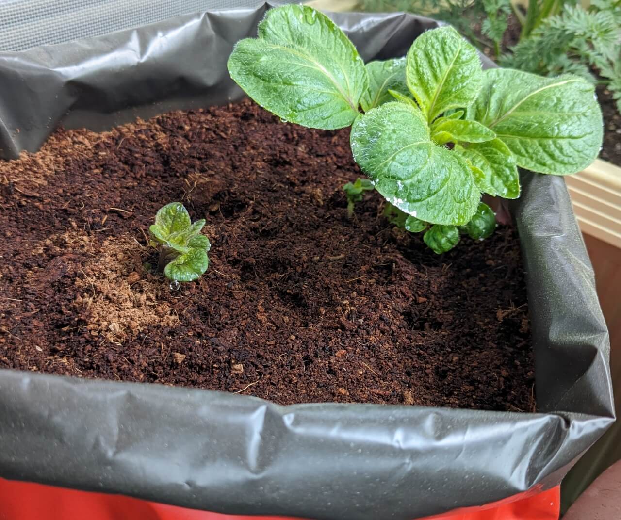 20240324_ポテトバッグ発芽2個目