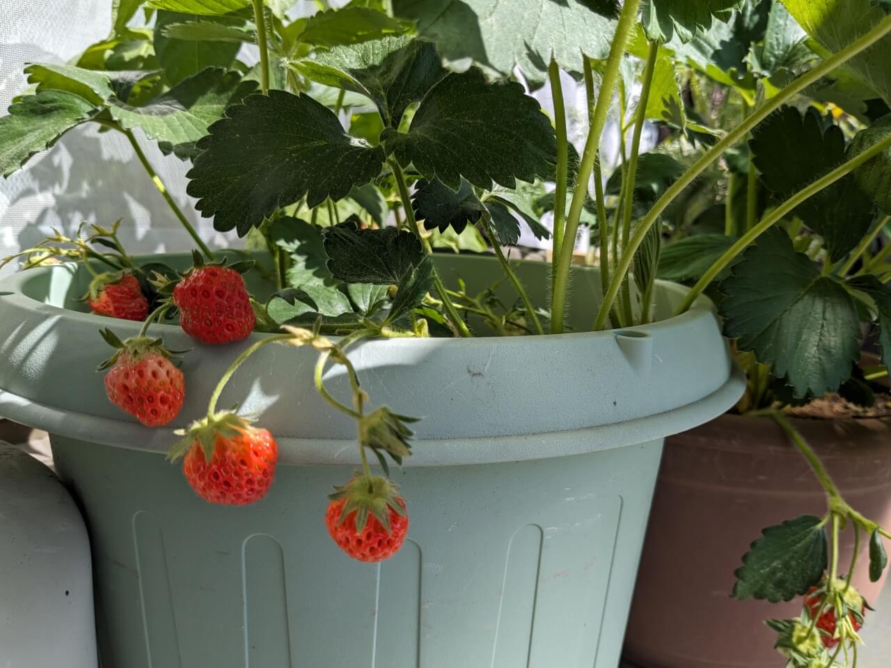 20240504_いちご収穫